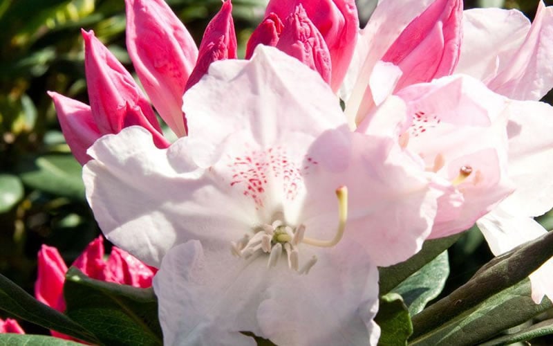  Southgate 'Grace' Rhododendron - 2 Gallon Pot