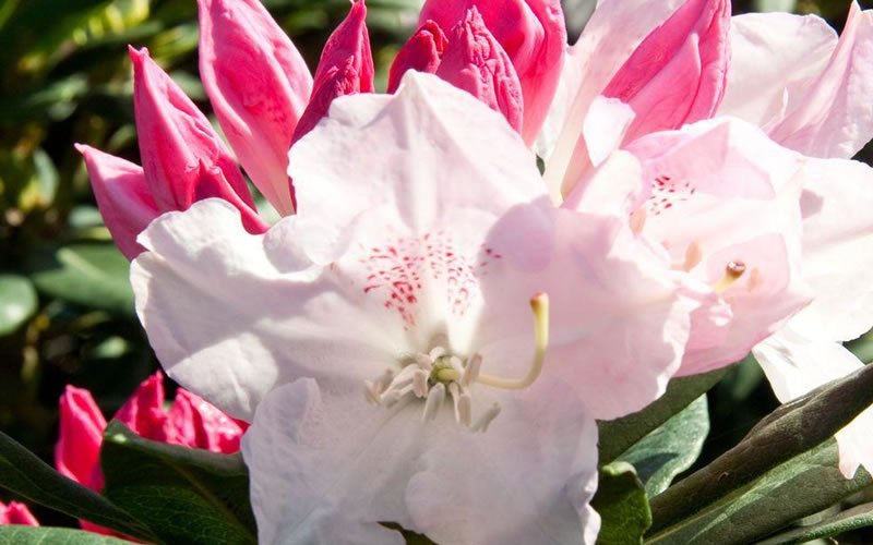  Southgate 'Grace' Rhododendron - 2 Gallon Pot