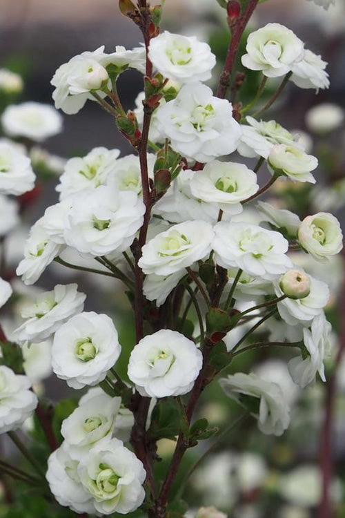  Plena Double Bridal Wreath Spirea (Spirea Prunifolia) - 3 Gallon Pot