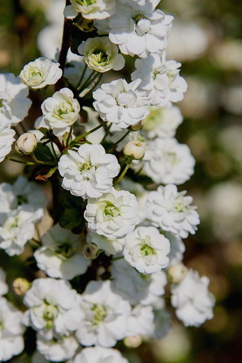  Plena Double Bridal Wreath Spirea (Spirea Prunifolia) - 3 Gallon Pot