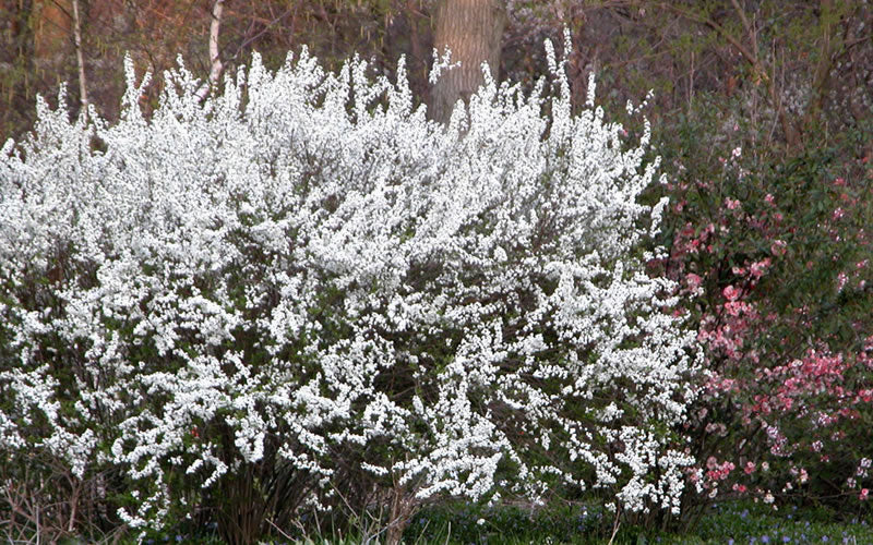  Plena Double Bridal Wreath Spirea (Spirea Prunifolia) - 3 Gallon Pot