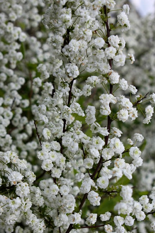  Plena Double Bridal Wreath Spirea (Spirea Prunifolia) - 3 Gallon Pot