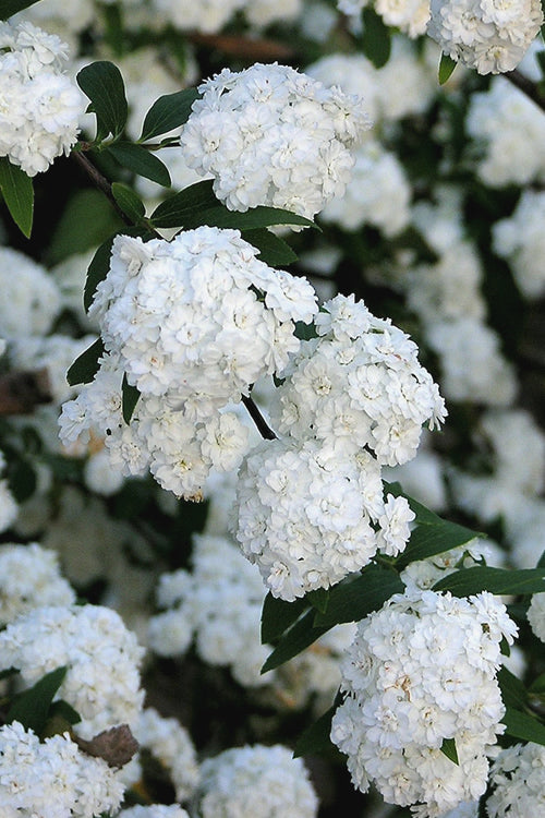  Double Reeves Bridal Wreath Spirea - 1 Gallon Pot