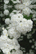  Double Reeves Bridal Wreath Spirea - 1 Gallon Pot