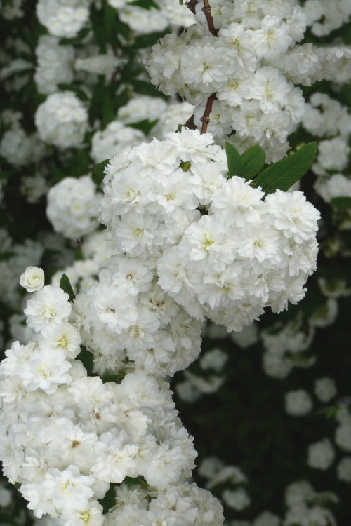  Double Reeves Bridal Wreath Spirea - 1 Gallon Pot