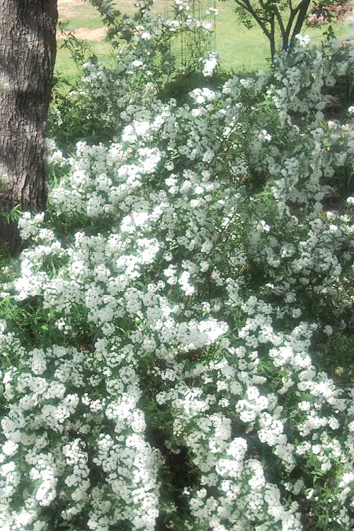  Double Reeves Bridal Wreath Spirea - 1 Gallon Pot