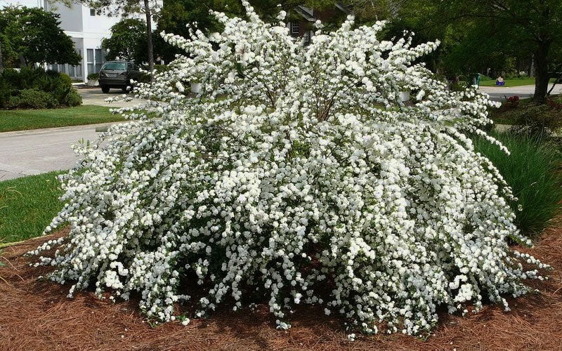  Reeves Bridal Wreath Spirea - 1 Gallon Pot