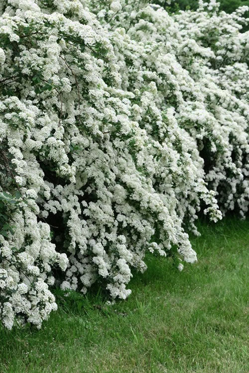  Reeves Bridal Wreath Spirea - 1 Gallon Pot