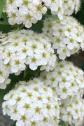  Reeves Bridal Wreath Spirea - 1 Gallon Pot