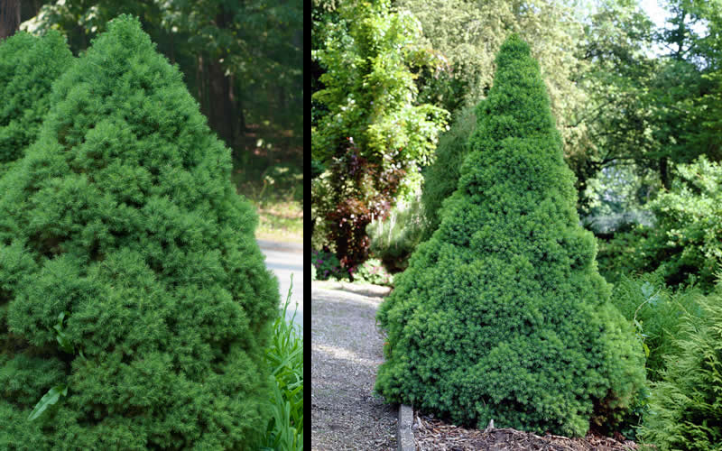  Dwarf Alberta Spruce - 1 Gallon Pot