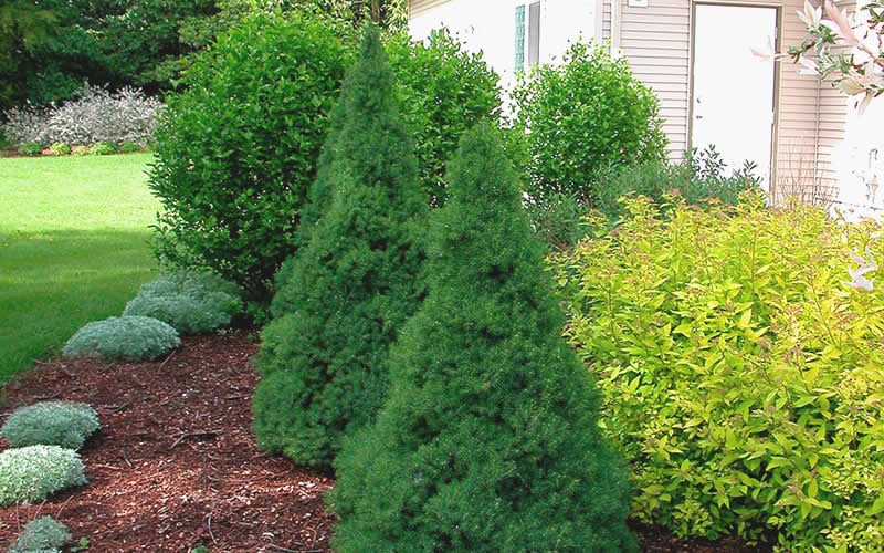  Dwarf Alberta Spruce - 2 Gallon Pot