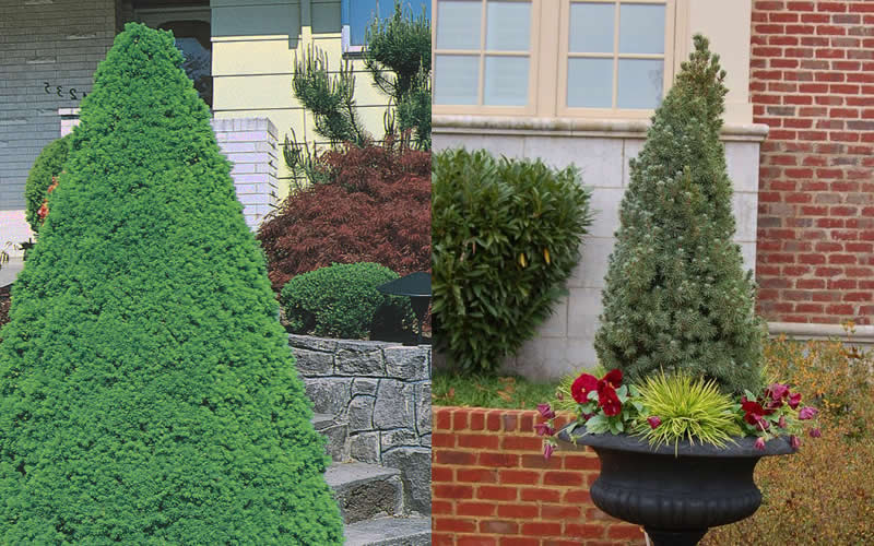  Dwarf Alberta Spruce - 1 Gallon Pot
