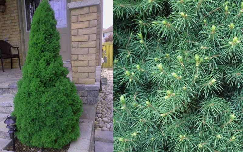  Dwarf Alberta Spruce - 2 Gallon Pot
