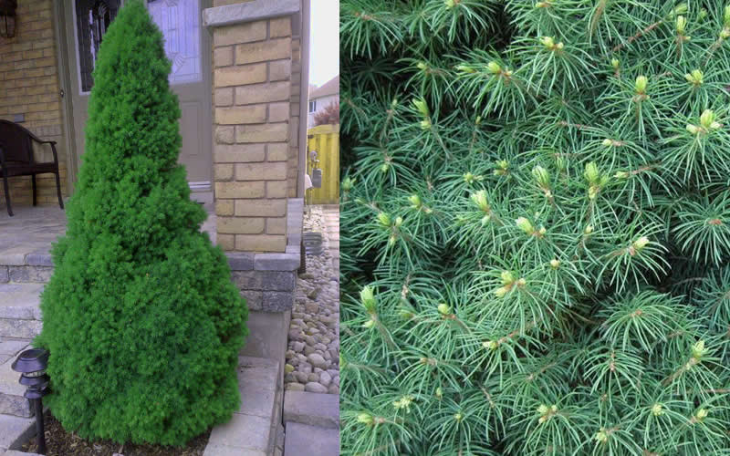  Dwarf Alberta Spruce - 1 Gallon Pot