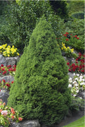  Dwarf Alberta Spruce - 2 Gallon Pot
