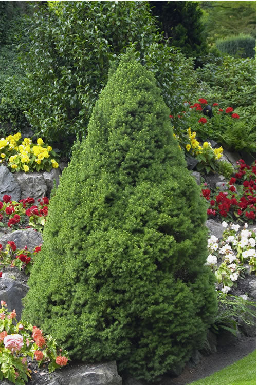  Dwarf Alberta Spruce - 1 Gallon Pot