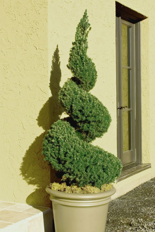  Spiral Dwarf Alberta Spruce Topiary - 3 Gallon Pot