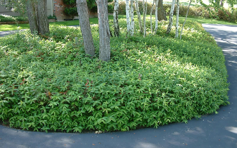  Creeping St Johns Wort - Hypericum Calycinum - 18 Pack Of Pint Pots