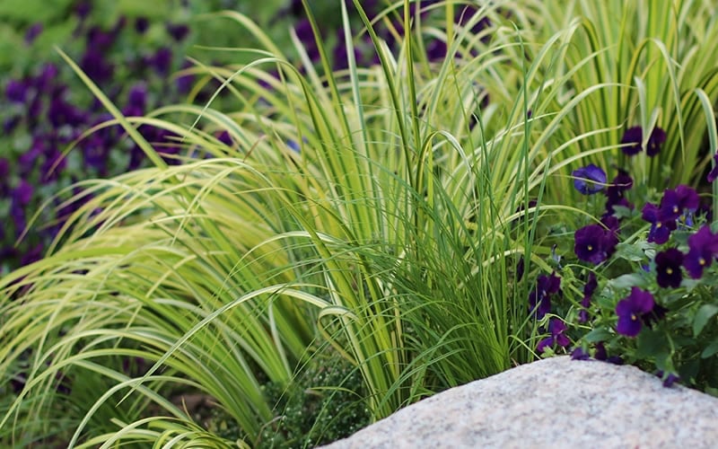  Golden Variegated Sweet Flag - Acorus Gramineus 'Oborozuki' - 18 Count Flats Of Pint Pots