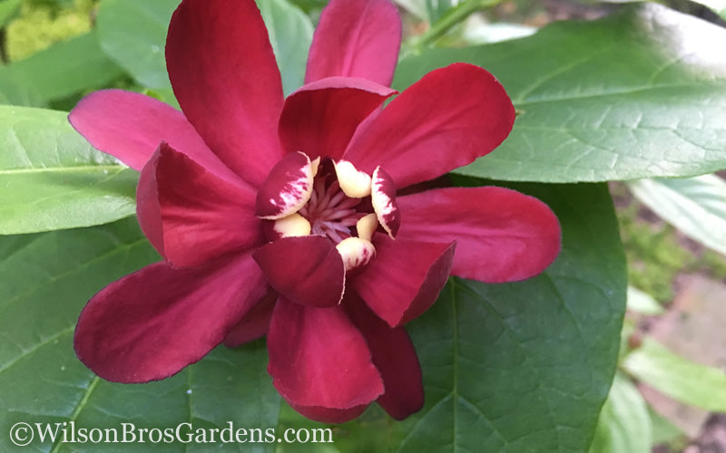  Aphrodite Sweetshrub (Carolina Allspice) - Calycanthus - 3 Gallon Pot