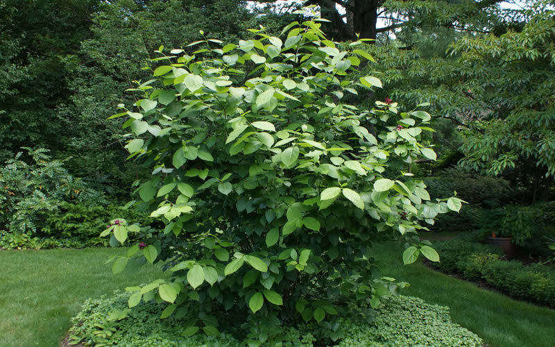  Aphrodite Sweetshrub (Carolina Allspice) - Calycanthus - 3 Gallon Pot
