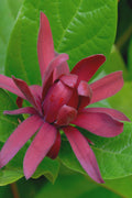  Sweetshrub - Calycanthus Floridus - 3 Gallon Pot
