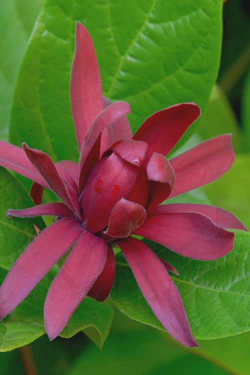  Sweetshrub - Calycanthus Floridus - 3 Gallon Pot