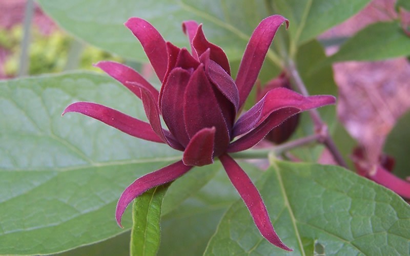  Sweetshrub - Calycanthus Floridus - 3 Gallon Pot