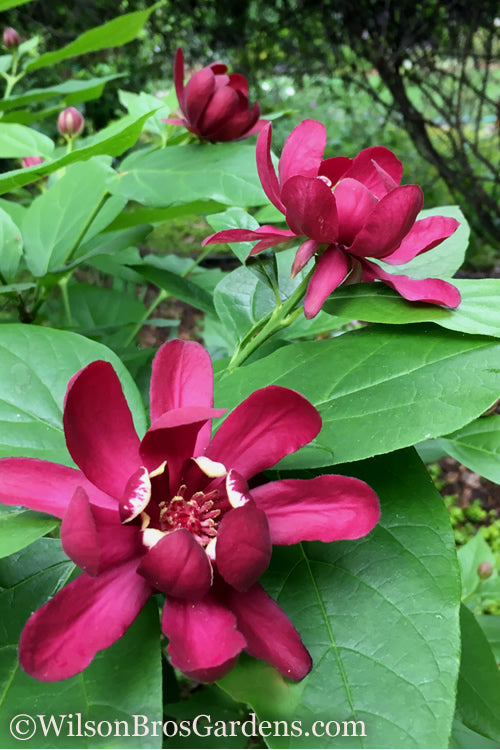  Aphrodite Sweetshrub (Carolina Allspice) - Calycanthus - 1 Gallon Pot