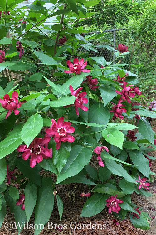  Aphrodite Sweetshrub (Carolina Allspice) - Calycanthus - 3 Gallon Pot