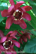  Aphrodite Sweetshrub (Carolina Allspice) - Calycanthus - 3 Gallon Pot