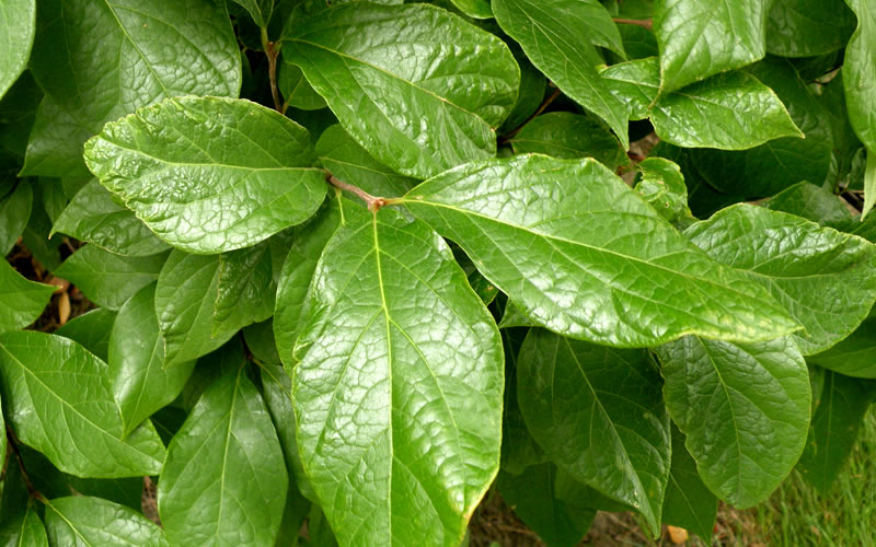  Sweetshrub - Calycanthus Floridus - 3 Gallon Pot