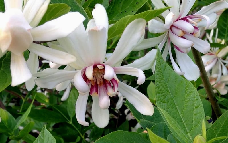  Venus White Sweetshrub (Calycanthus) - 3 Gallon Pot