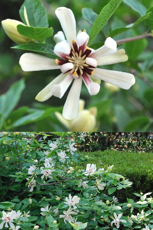  Venus White Sweetshrub (Calycanthus) - 3 Gallon Pot