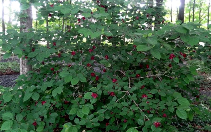  Sweetshrub - Calycanthus Floridus - 3 Gallon Pot