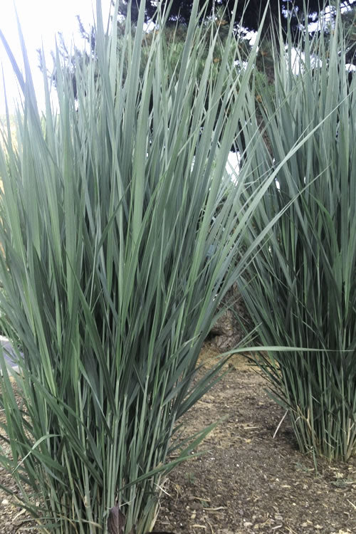  Heavy Metal Switch Grass (Panicum Virgatum) - 1 Gallon Pot