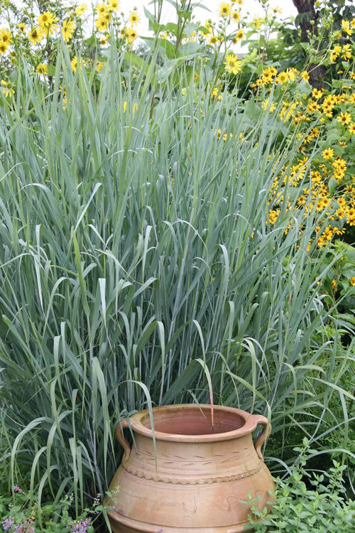  Heavy Metal Switch Grass (Panicum Virgatum) - 6 Pack Of 1 Gallon Pots