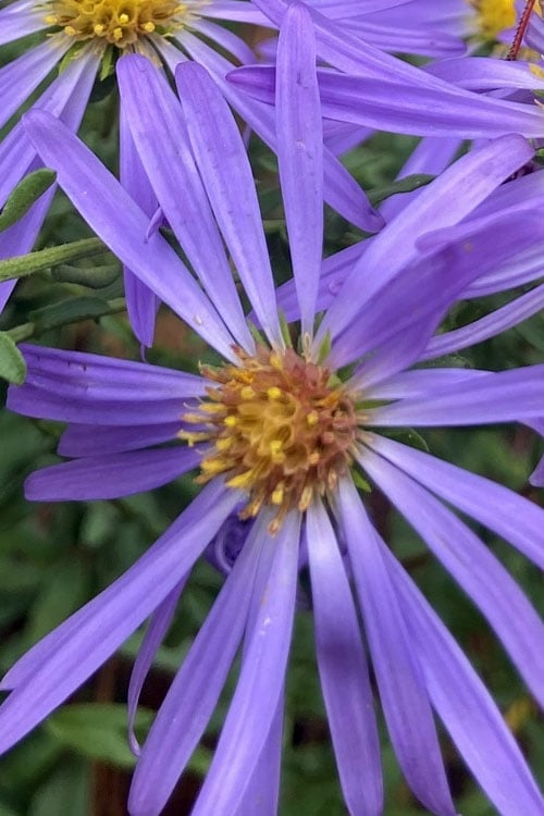 Large Flowered Wild Blue Aster (Aster Grandiflorus) - 1 Gallon Pot