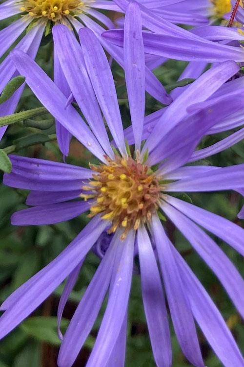  Large Flowered Wild Blue Aster (Aster Grandiflorus) - 1 Gallon Pot