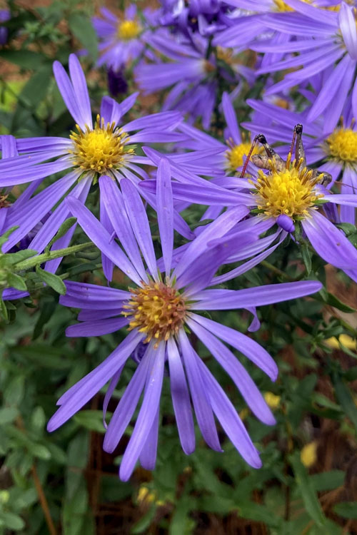  Large Flowered Wild Blue Aster (Aster Grandiflorus) - 1 Gallon Pot
