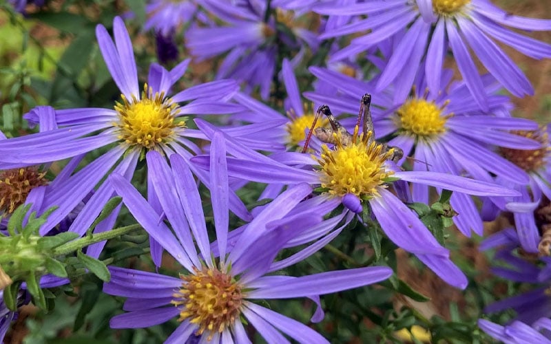 Large Flowered Wild Blue Aster (Aster Grandiflorus) - 1 Gallon Pot