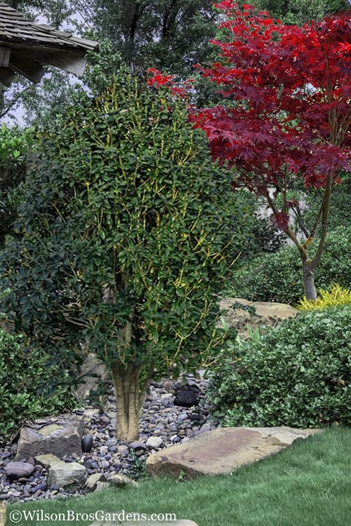  Apricot Echo Tea Olive - Osmanthus Fragrans Aurantiacus - 1 Gallon Pot