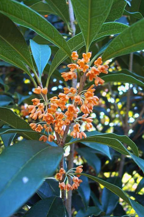  Apricot Echo Tea Olive (Osmanthus Fragrans Aurantiacus) - 7 Gallon Pot (3-4')