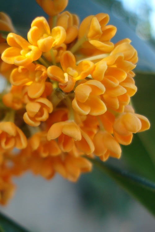  Fragrant Orange Tea Olive - Osmanthus Fragrans Aurantiacus - 3 Gallon Pot