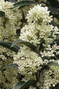 Fudingzhu Fragrant White Tea Olive (Osmanthus Fragrans) - 6 Pack Of 1 Gallon Pots