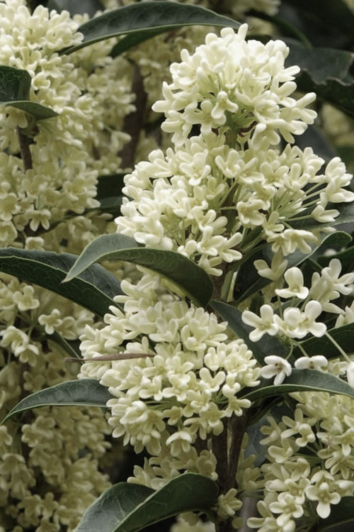  Fudingzhu Fragrant White Tea Olive (Osmanthus Fragrans) - 3 Gallon Pot