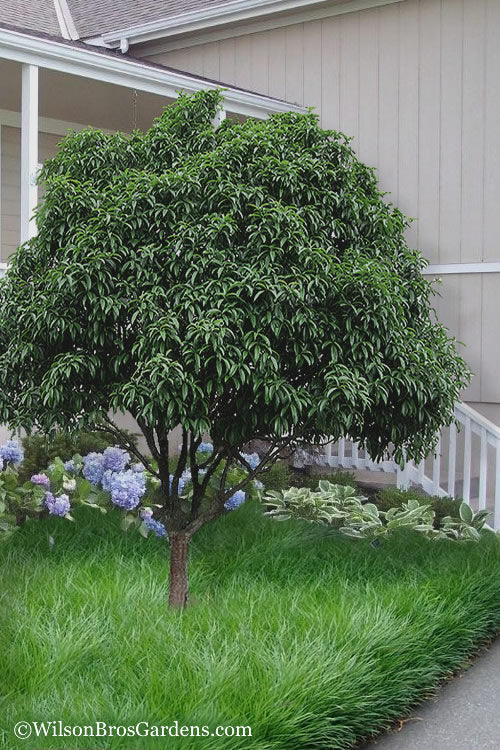  Fudingzhu Fragrant White Tea Olive (Osmanthus Fragrans) - 3 Gallon Pot