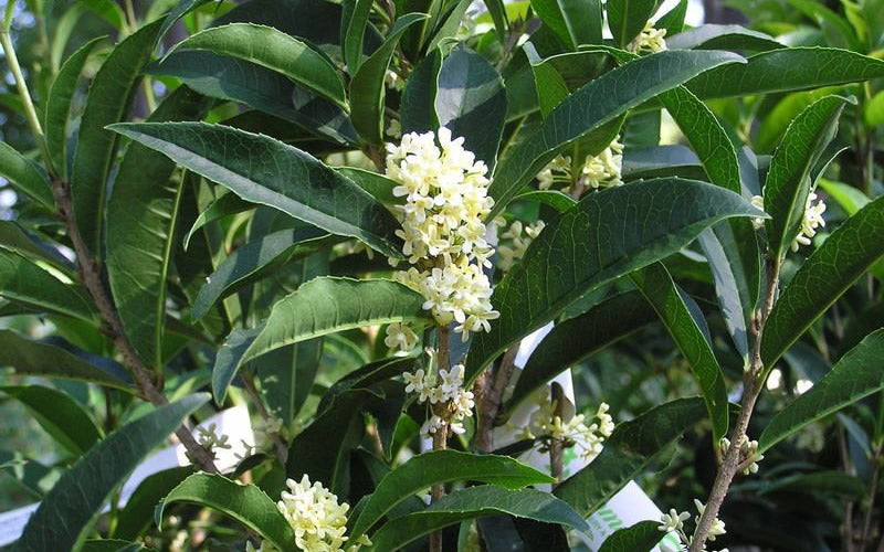  Fudingzhu Fragrant White Tea Olive (Osmanthus Fragrans) - 7 Gallon Pot