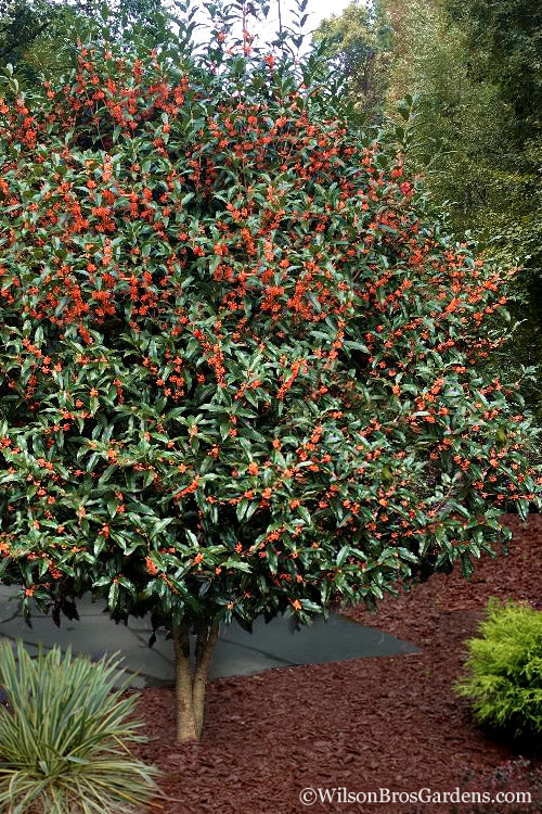  Fragrant Orange Tea Olive - Osmanthus Fragrans Aurantiacus - 7 Gallon Pot (4-5')