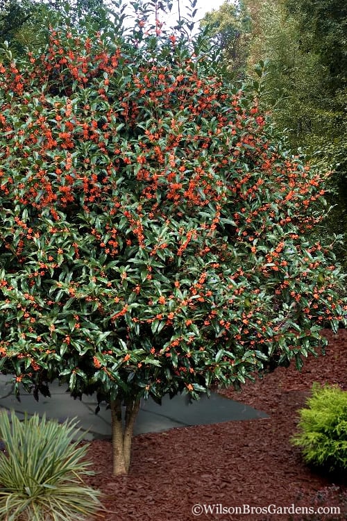  Fragrant Orange Tea Olive - Osmanthus Fragrans Aurantiacus - 1 Gallon Pot